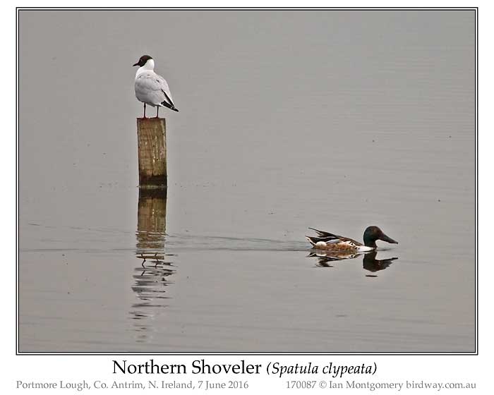 Photo of Northern Shoveler northern_shoveler_170087_pp