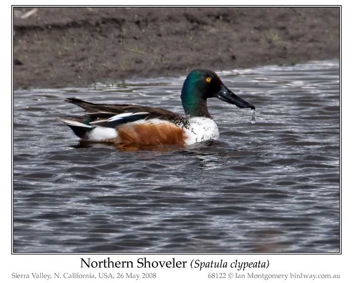 Photo of Northern Shoveler northern_shoveler_68122_pp