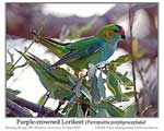 Click here to view the most recent Irregular Bird