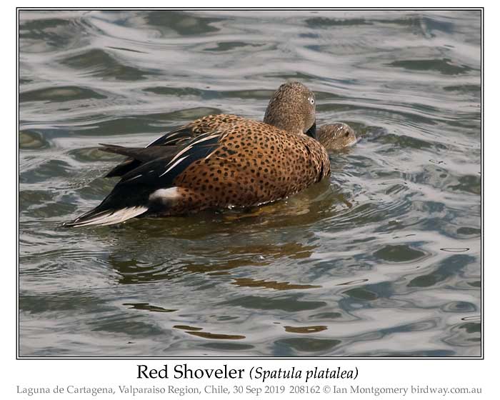 Photo of Red Shoveler red_shoveler_208162_pp