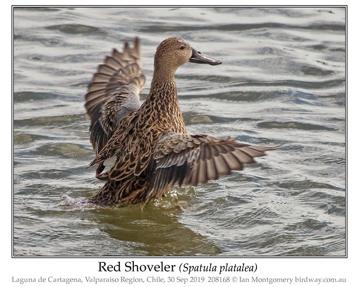 Photo of Red Shoveler red_shoveler_208168_pp