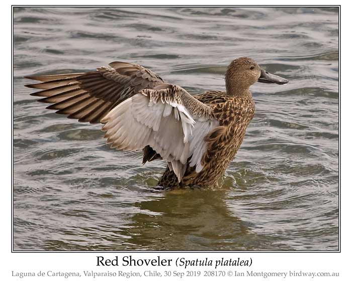 Photo of Red Shoveler red_shoveler_208170_pp