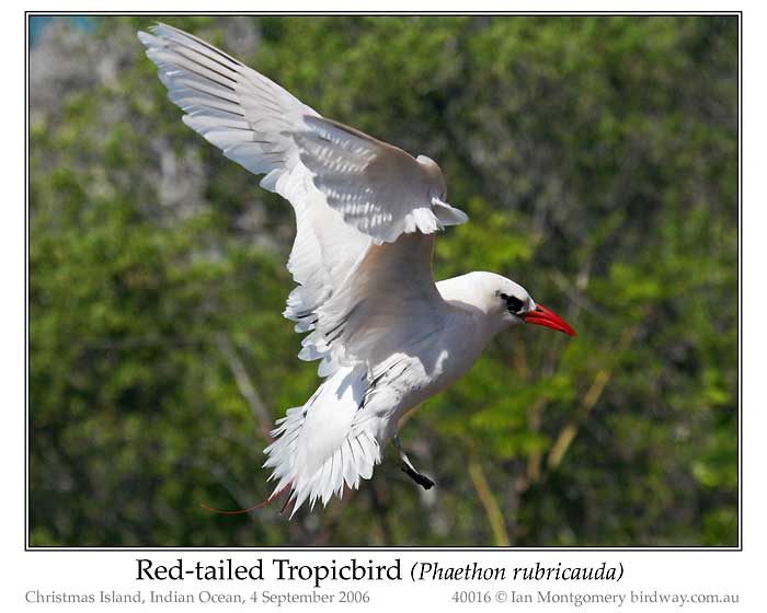 Photo of Red-tailed Tropicbird redtailed_tropicbird_40016_pp
