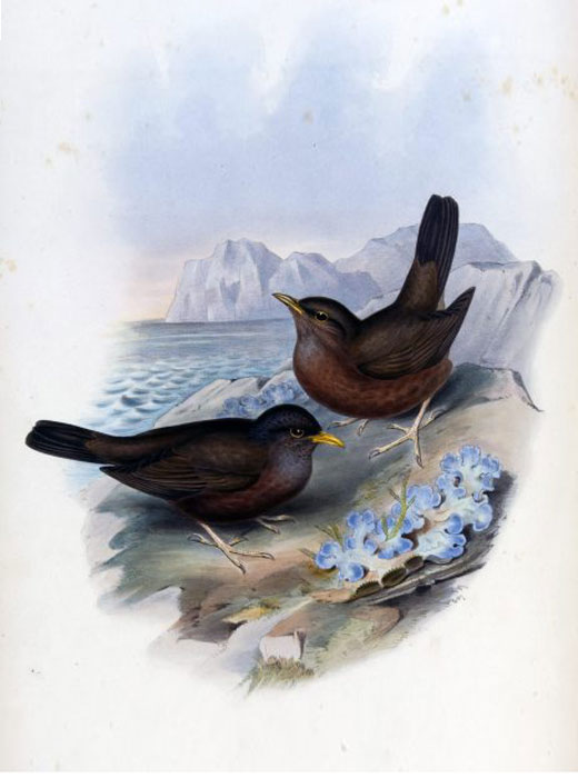 Photo of Island Thrush turdus_poliocephalus_vinitinctus