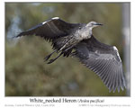 Click here to view the most recent Irregular Bird