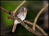 Click here to enter gallery and see photos/pictures/images of White-whiskered Puffbird