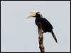 Click here to enter gallery and see photos of: Bushy-crested, Oriental Pied, Black, Rhinoceros and Helmeted Hornbills