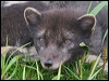 Click here to enter gallery and see photos/pictures/images of Arctic Fox