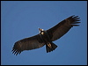 Click here to enter gallery and see photos of Andean Condor