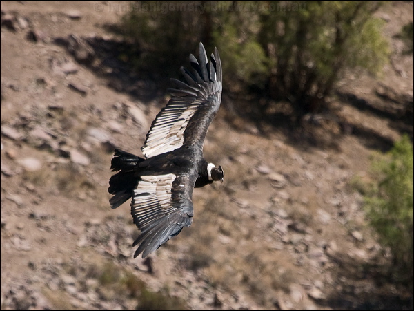 Andean Condor andean_condor_207220.psd