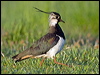 Click here to enter gallery and see photos of Northern Lapwing