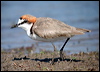 Click here to enter gallery and see photos of: Northern, Yellow-wattled, Banded, Masked, Blacksmith, River, Red-wattled and Southern Lapwing; Red-kneed, Inland and Black-fronted Dotterel; Eurasian Golden, Pacific Golden, American Golden, Grey/Black-bellied, Common Ringed, Semi-palmated, Little Ringed, Kittlitz's, Kentish/Snowy, White-fronted, Red-capped, Double-banded, Lesser Sand, Greater Sand and Hooded Plover; Killdeer