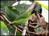 Click here to enter gallery and see photos/pictures/images of Greater Green Leafbird