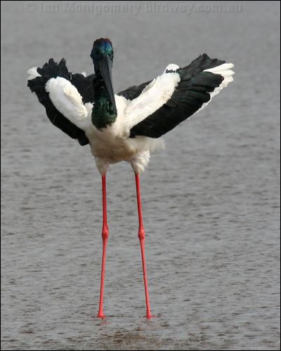 Black-necked Stork black_necked_stork_32518.psd