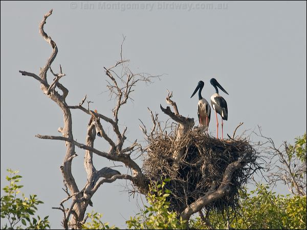 Black-necked Stork black_necked_stork_91881.psd
