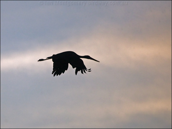 Black Stork black_stork_169550.psd