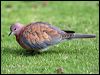 laughing_dove_41112