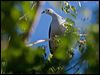 pac_imperial_pigeon_166770