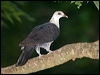 white_headed_pigeon_181051