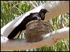 Click here to enter gallery and see photos of: White-winged Chough; Apostlebird.