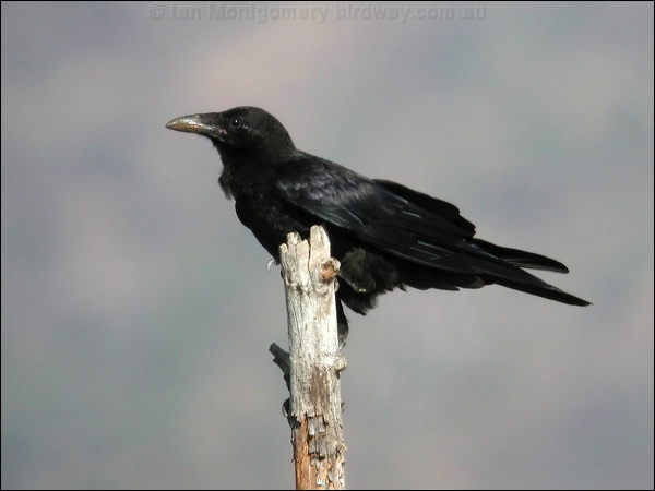 Australian Raven australian_raven_03093.jpg