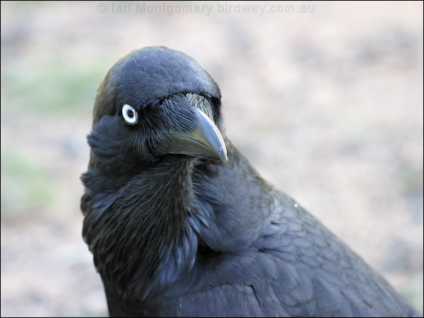 Australian Raven australian_raven_06423.jpg