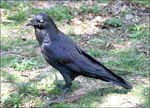 Australian Raven australian_raven_06433.psd