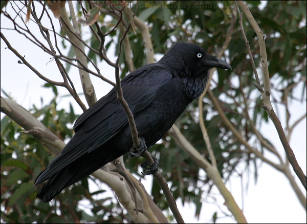 Australian Raven australian_raven_14229.psd