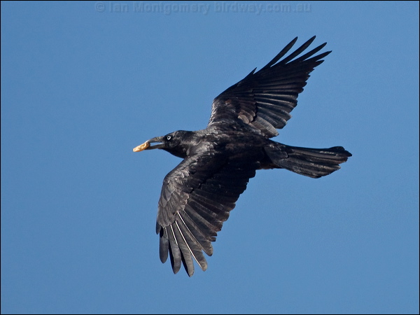 Australian Raven australian_raven_151989.psd