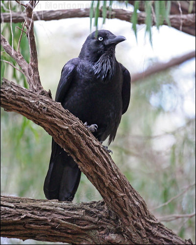 Australian Raven australian_raven_38201.psd