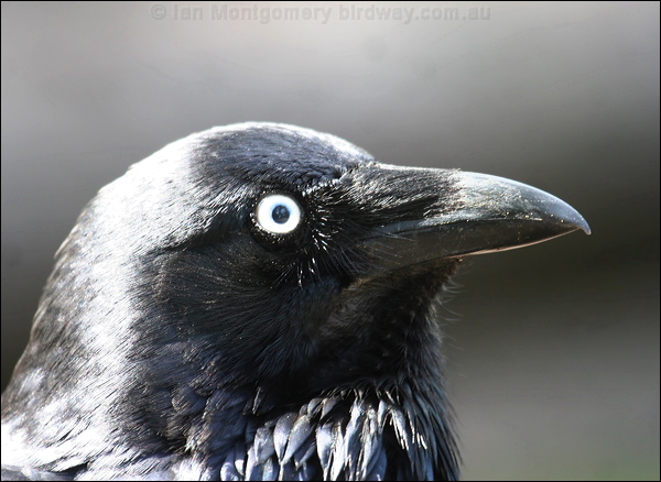 Australian Raven australian_raven_38479.psd