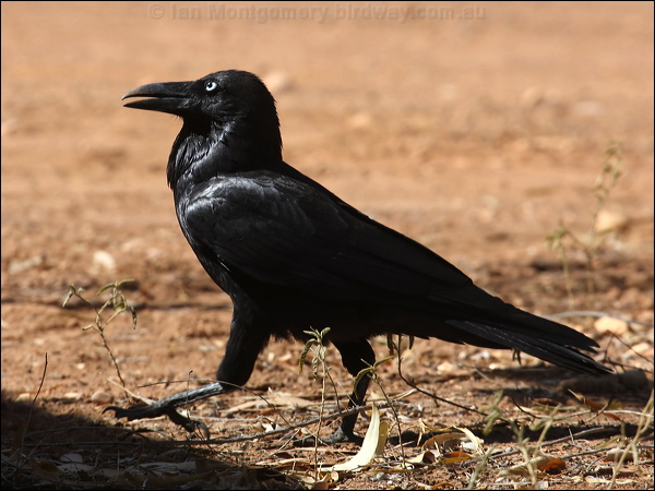 Australian Raven australian_raven_80956.psd