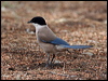 azure_winged_magpie_54068