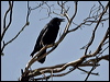forest_raven_98346