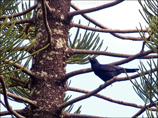 New Caledonian Crow new_caledonian_crow_166180.psd