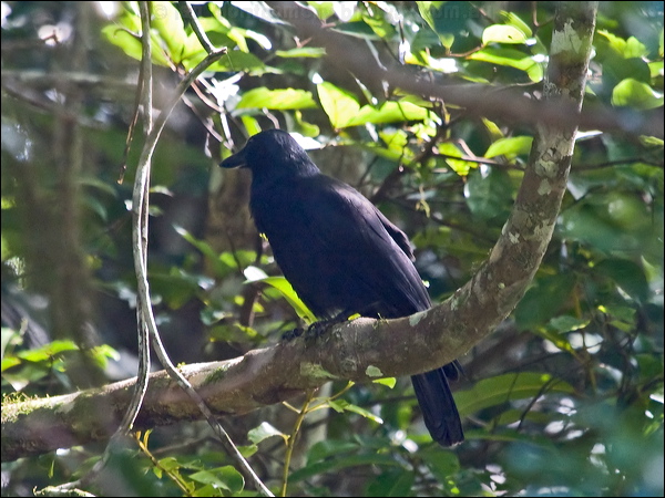 New Caledonian Crow new_caledonian_crow_166844.psd