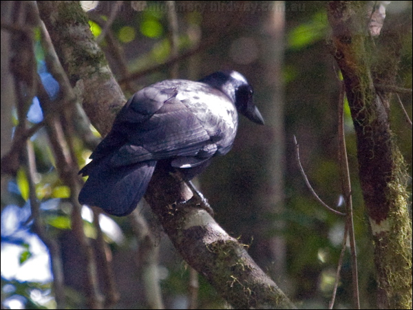 New Caledonian Crow new_caledonian_crow_166846.psd