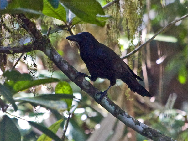 New Caledonian Crow new_caledonian_crow_166850.psd