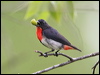 Click here to enter gallery and see photos of: Yellow-rumped and Orange-bellied Flowerpeckers; Mistletoebird.