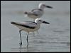 Click here to enter gallery and see photos of Crab Plover