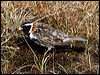 Click here to enter gallery and see photos/pictures/images of of Lapland Longspur