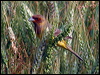 Click here to enter gallery and see photos/pictures/images of Red-headed Bunting