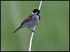 Click here to enter gallery and see photos/pictures/images of of Reed Bunting