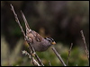 Click here to enter gallery and see photos/pictures/images of of White-crowned Sparrow