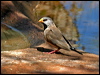 long_tailed_finch_09458