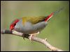 red_browed_finch_11268