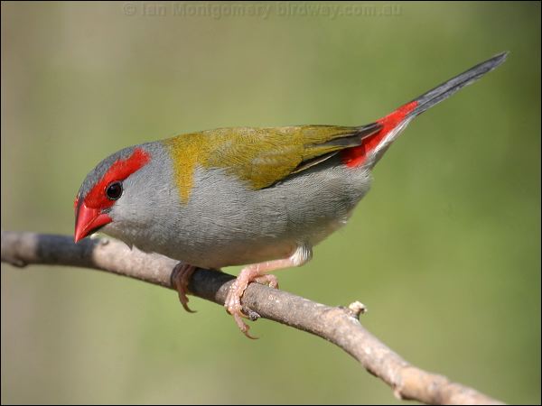 Red-browed Finch red_browed_finch_11268.psd