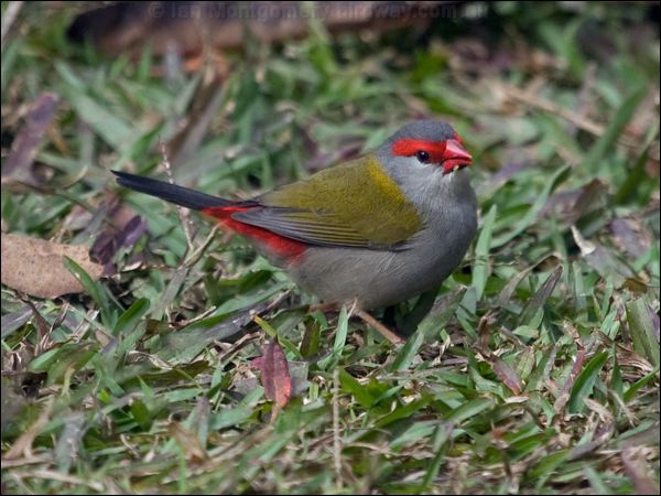 Red-browed Finch red_browed_finch_167232.psd