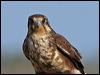 brown_falcon_16499