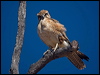 brown_falcon_187470